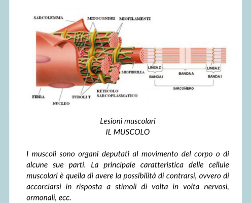 Lesioni muscolari 1